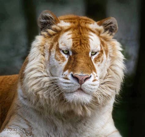 INature - Meet The Rare And Majestic Golden Tiger, They...