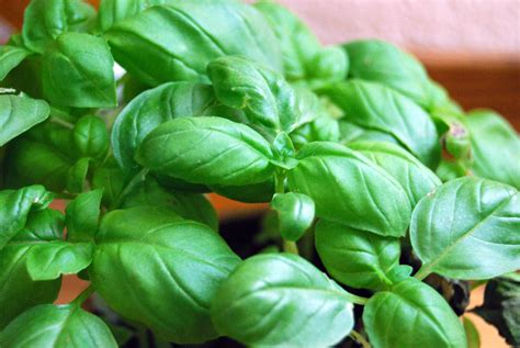 File:Basil3800ppx.jpg - Wikimedia Commons