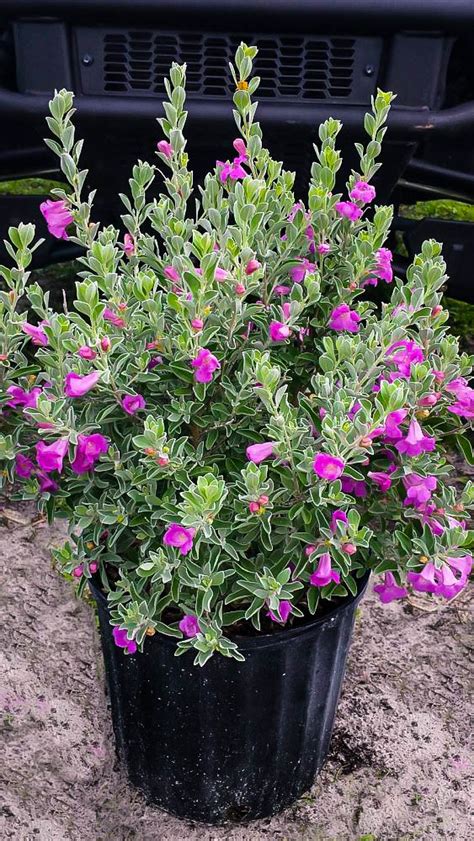 Desperado® Texas Sage Plants For Sale | The Tree Center