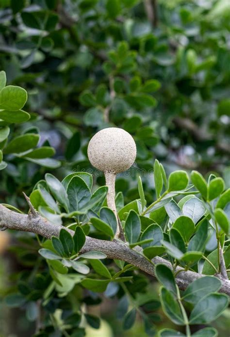 Young Limonia Acidissima or Wood Apple Growing on the Tree with Copy ...