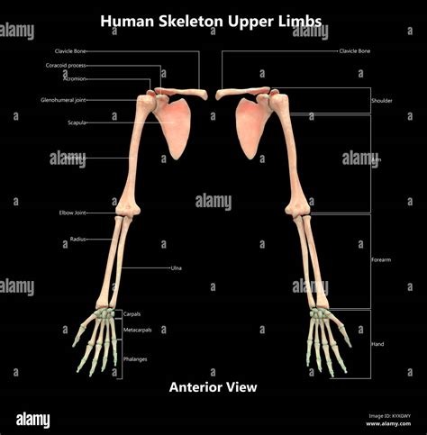 Anatomy Of Upper Limb