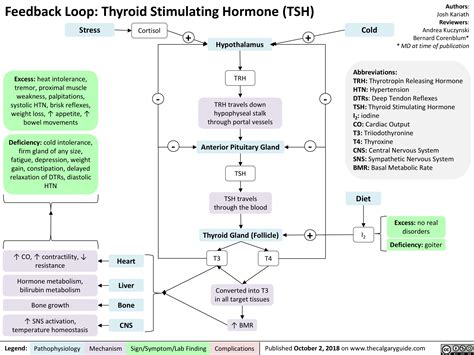 Feedback Loop- Thyroid Stimulating Hormone (TSH) | Calgary Guide