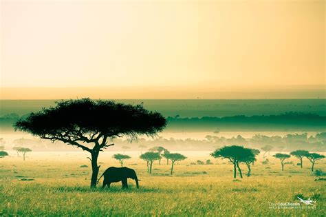 Africa, Kenya, Savannah, Elephant HD Wallpapers / Desktop and Mobile Images & Photos