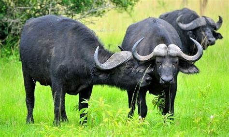 4-Day Amazing Uganda Wildlife Safari | Trip Ways