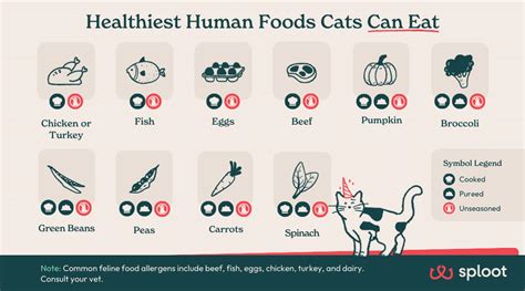 Top 10 Healthiest Human Foods That Cats Can Eat