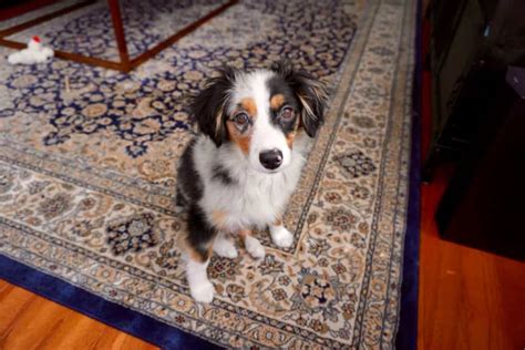 How To Deal With Australian Shepherd Puppy Training - puppieslove.net