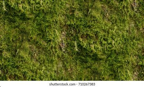 Moss Seamless Texture Stock Photo 710267383 | Shutterstock