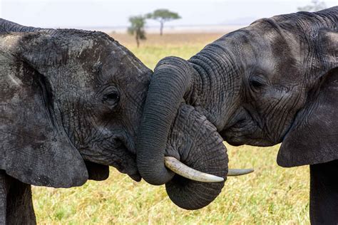 Elephants Serengeti | Monika Salzmann – Travel Photography