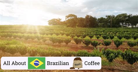 Everything About Brazil Coffee | The 6 Best Brazilian Coffee Beans