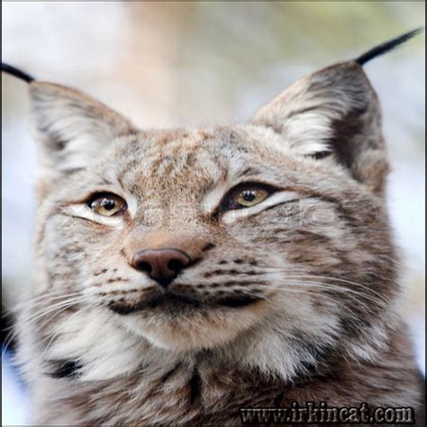 The Downside Risk of Siberian Lynx Kittens For Sale That No One Is Talking About - irkincat.com