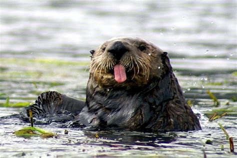 Pacific Sea Otter – "OCEAN TREASURES" Memorial Library