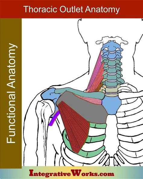 Thoracic Outlet - Functional Anatomy Thoracic Outlet Anatomy | Thoracic, Integrative, Anatomy