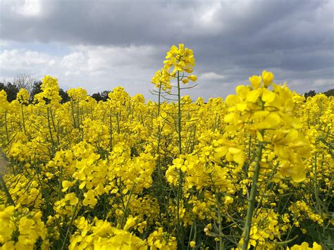 Rapeseed field : pics