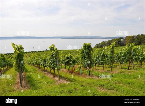 Meersburg on Lake Constance, vineyards Stock Photo - Alamy