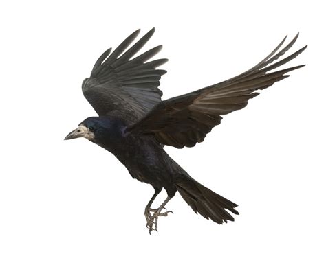 Rook Common raven Bird Carrion crow Flight - Flying Crow png download - 2176*1700 - Free ...