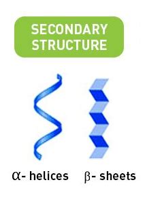 Fajarv: Secondary Protein Structure Diagram