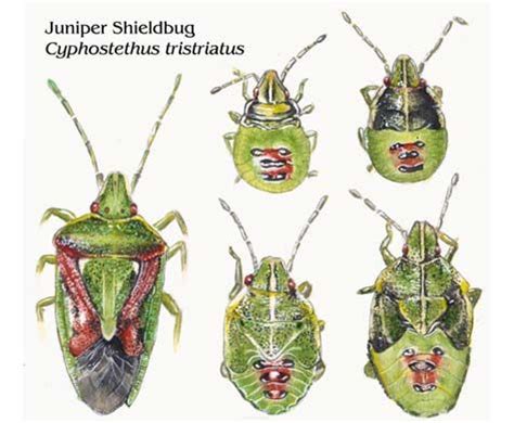 Shieldbugs - illustrated life stages | Shield bugs, Life stages, Illustration