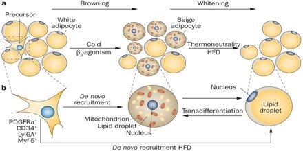 Adipose Cells Structure And Function