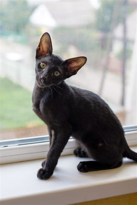 Oriental Shorthair Cat Breed Information & Characteristics | Daily Paws