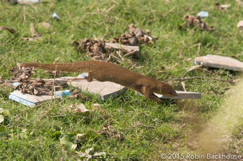 Wild Nepal - Celebrating Nepal's wildlife - Mammals of Nepal - Wild Nepal