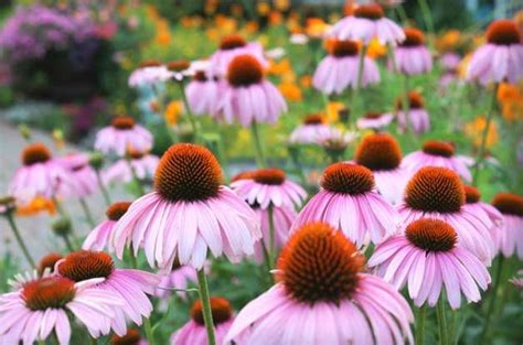 What Are Native Plants and Where to Find Them? - Birds and Blooms