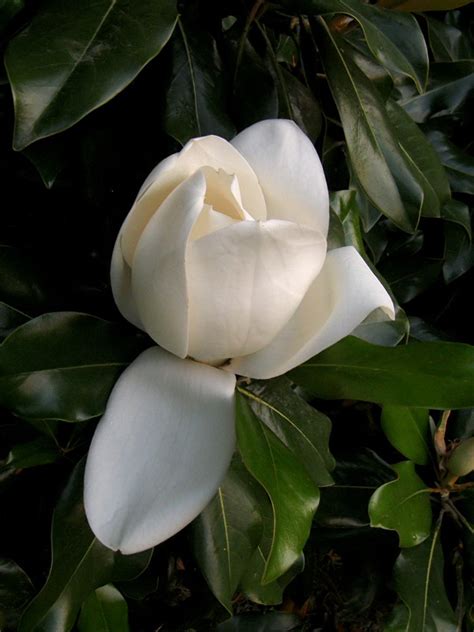 Mississippi Magnolia 1 Free Photo Download | FreeImages