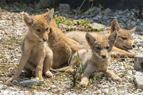 Four coyote pups rest on a rocky surface Coyote Pup, Song Dog, Types Of Puppies, Wildlife ...