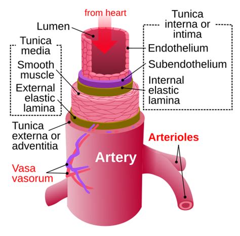 Category:Arteries - Wikimedia Commons