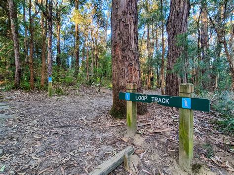 Platypus Track In Bidjigal Reserve, Castle Hill - Itineraries Redefined