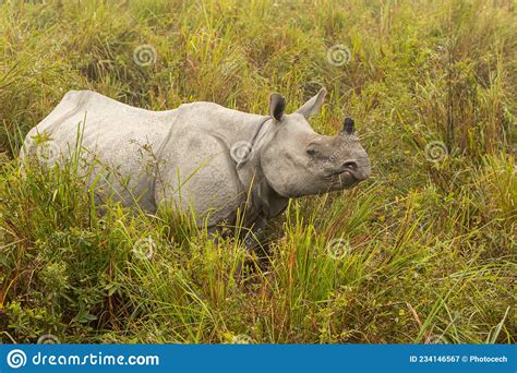 Really Big Endangered Indian Rhino Male in the Nature Habitat of ...