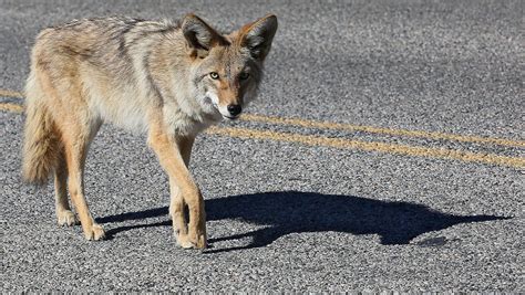 Desert Coyote Pups