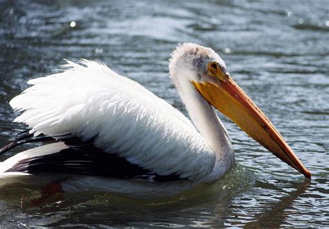 American White Pelican - Pelecanus erythrorhynchos - NatureWorks