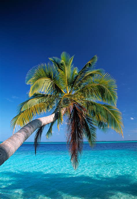 Tropical beach, Maldives - Pickawall