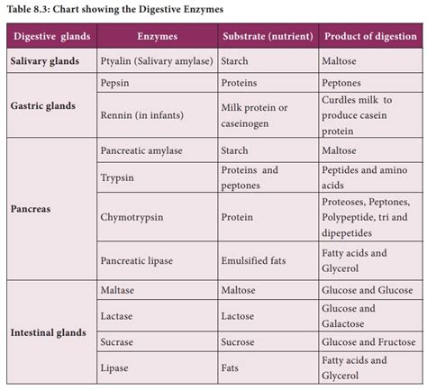 Digestive Enzymes And Their Functions Table