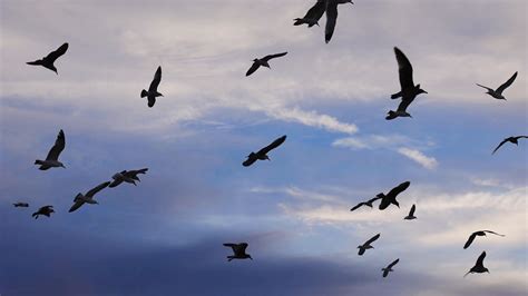 Free photo: Birds Flying - Animal, Bird, Flying - Free Download - Jooinn