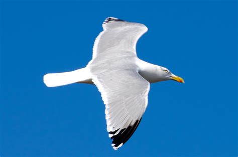 Bird - Seagull Free Stock Photo - Public Domain Pictures