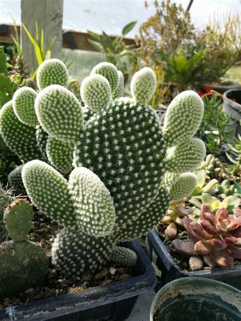 Opuntia cactus | Opuntia cactus, Cactus, Cactus plants