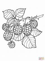 Blackberry Branch coloring page  Free Printable Coloring Pages sketch template