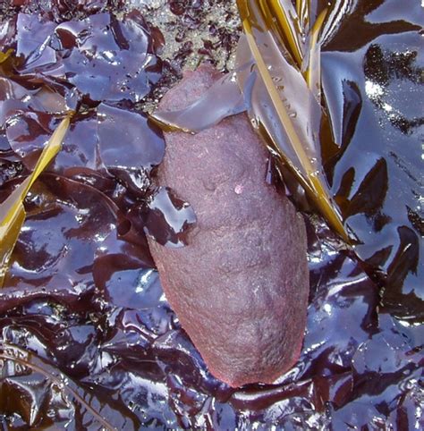 Exploring Rocky Shores of Southern Oregon Coast: Gumboot Chiton