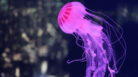 Desktop Wallpaper Jellyfishm Pink Fish, Underwater, Hd Image, Picture, Background, Mvktfr