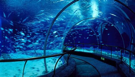 Shanghai Ocean Aquarium, Shanghai, China. – Advanced Aquarium Technologies