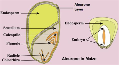 Seed Diagram Ncert