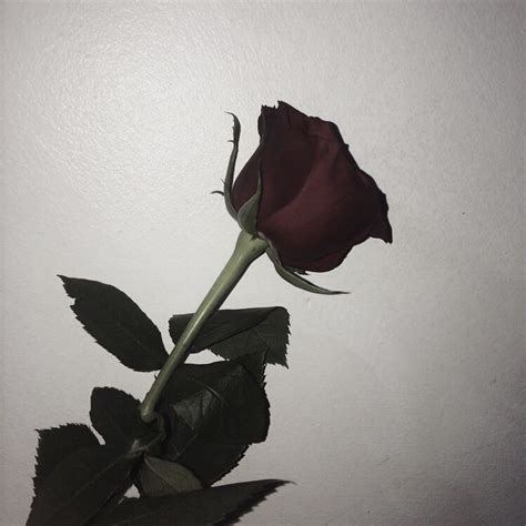 #faded | Aesthetic roses, Painting the roses red, Flower aesthetic