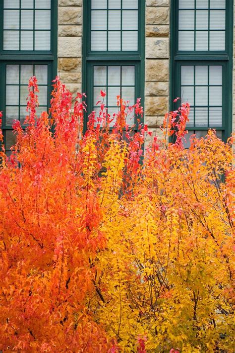 The 19 Best Fall Trees and Shrubs for a Burst of Fiery Color | Shade ...