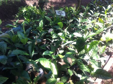 Liberica coffee plant at EchoFarm | Liberica is also known a… | Flickr