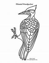 Downy Woodpecker Coloring Page sketch template