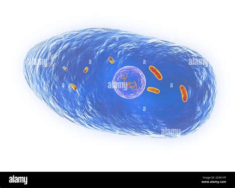 Pertussis Bacteria