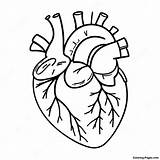 Heart Anatomy Coloring Page  Pagescom sketch template