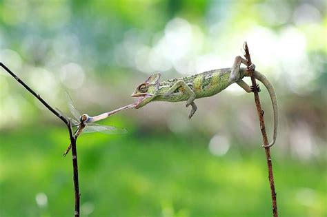 50 Colorful Chameleon Facts To Fascinate You | Facts.net