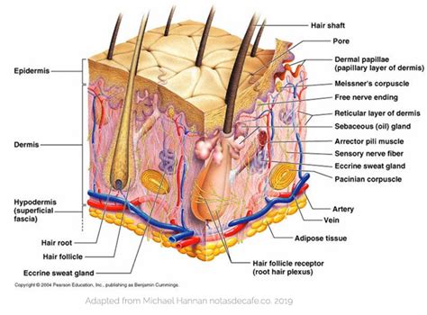 Hair Follicle Biology : Stemson Therapeutics